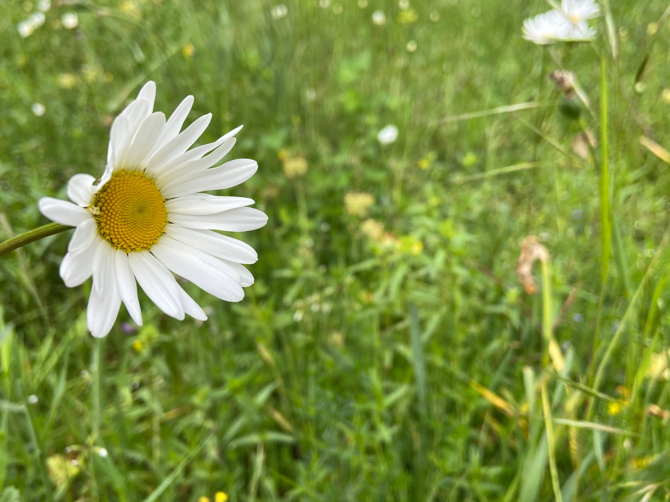 Homeopathy Services Felicity Gray Homeopathy